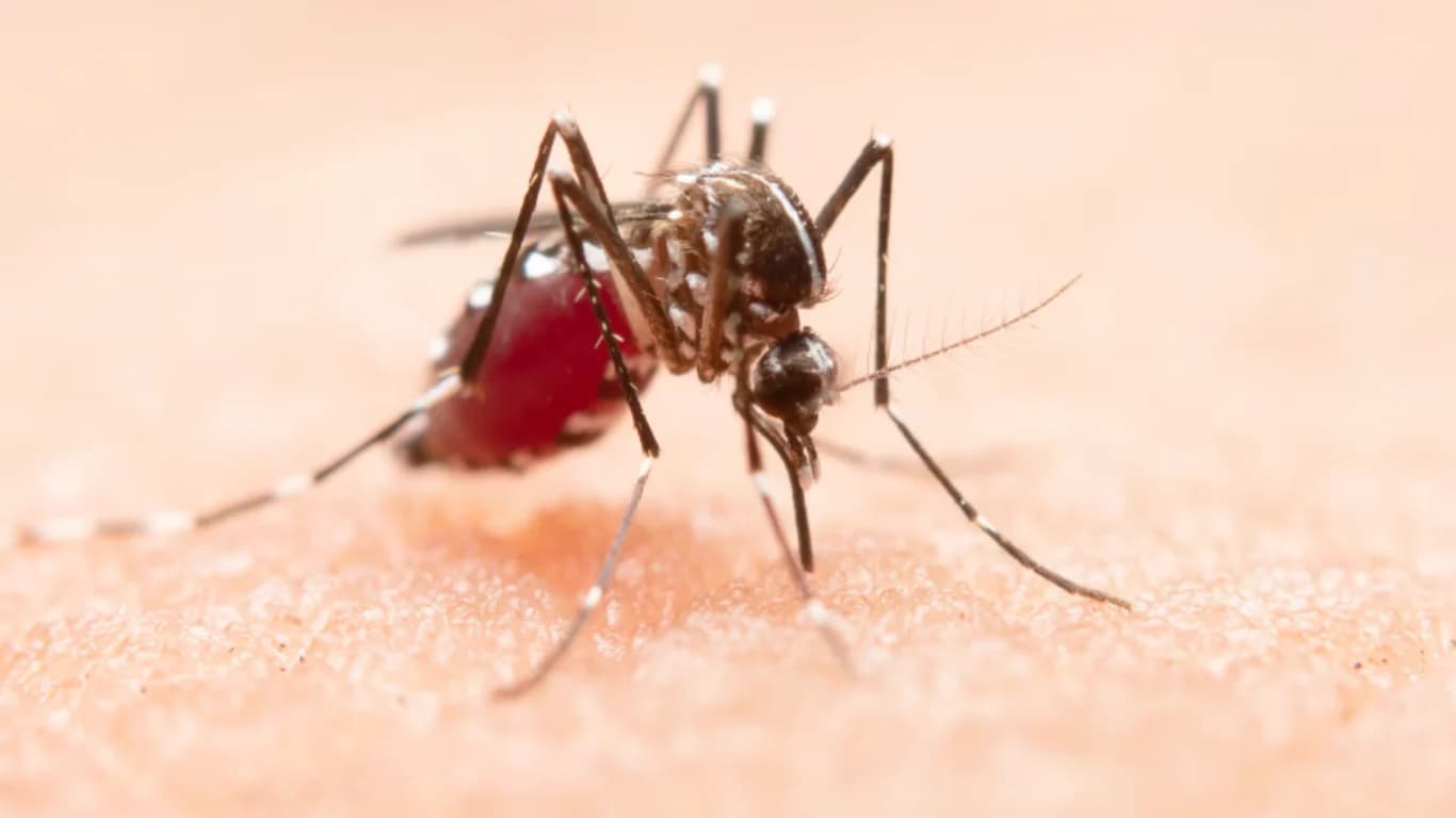 Dengue, Malaria & Chikungunya Outbreaks: Why They Increase Every Year